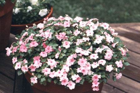 scan0007.tif